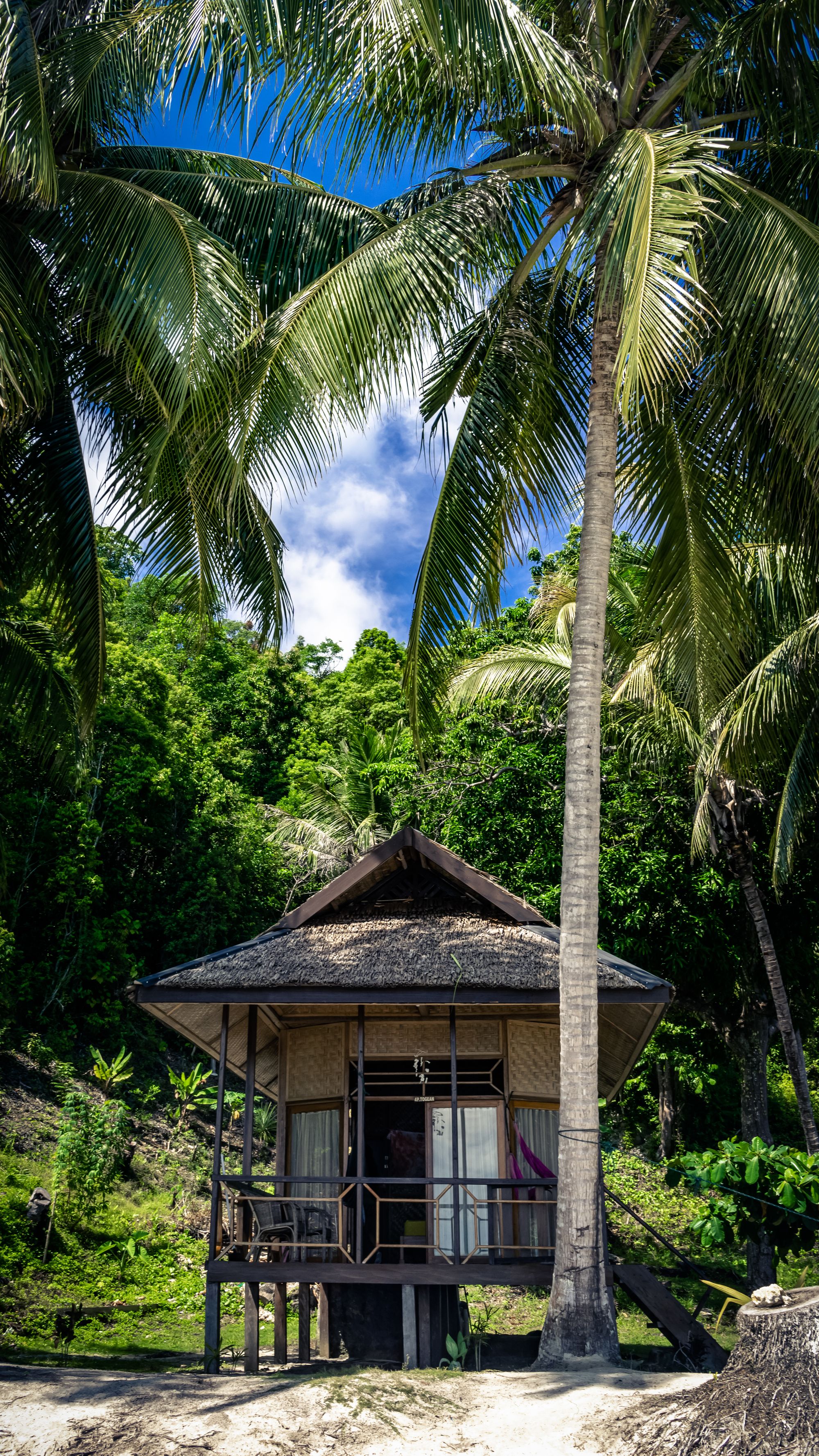 W cieniu kokosowych palm