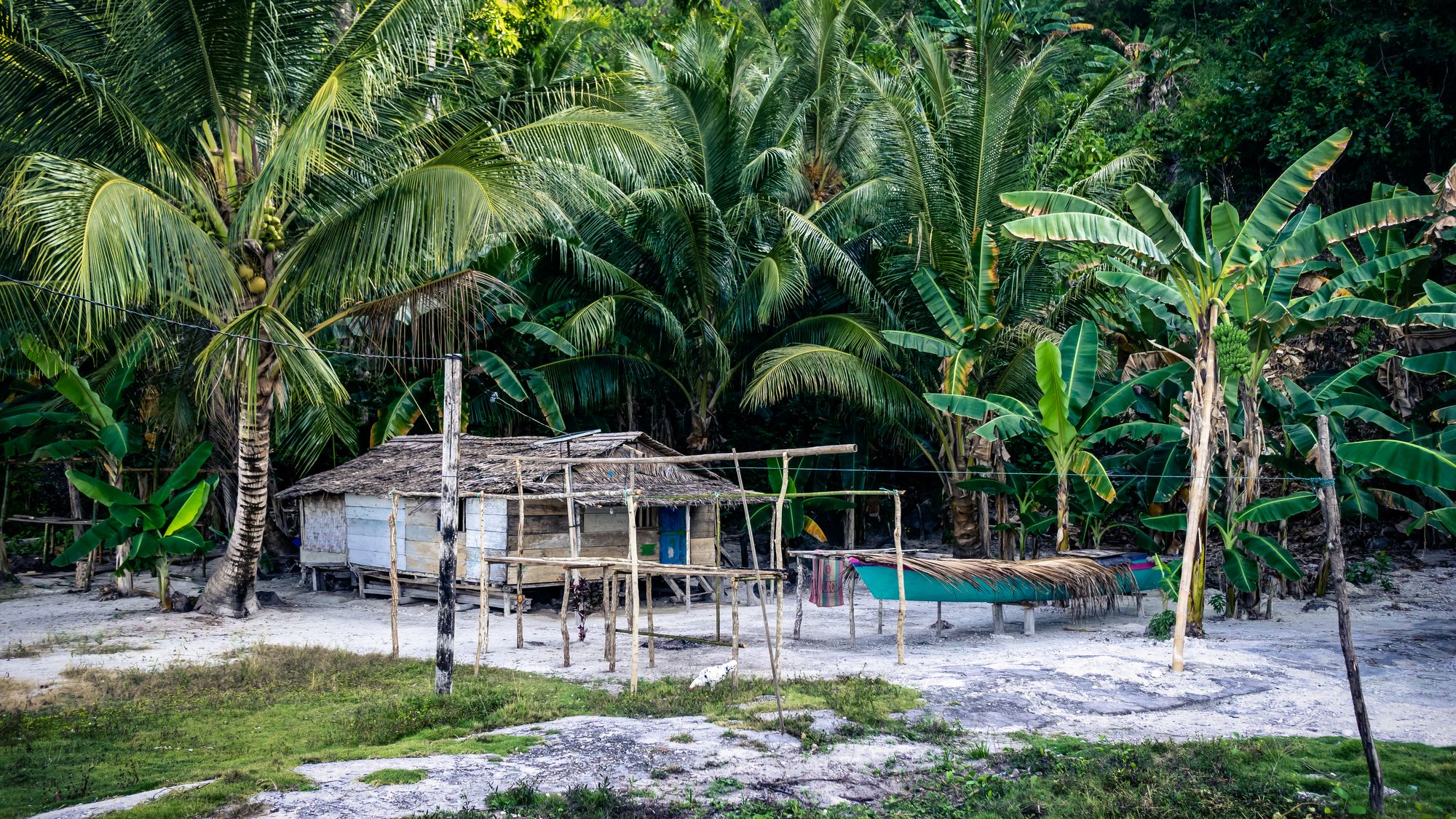 W cieniu kokosowych palm