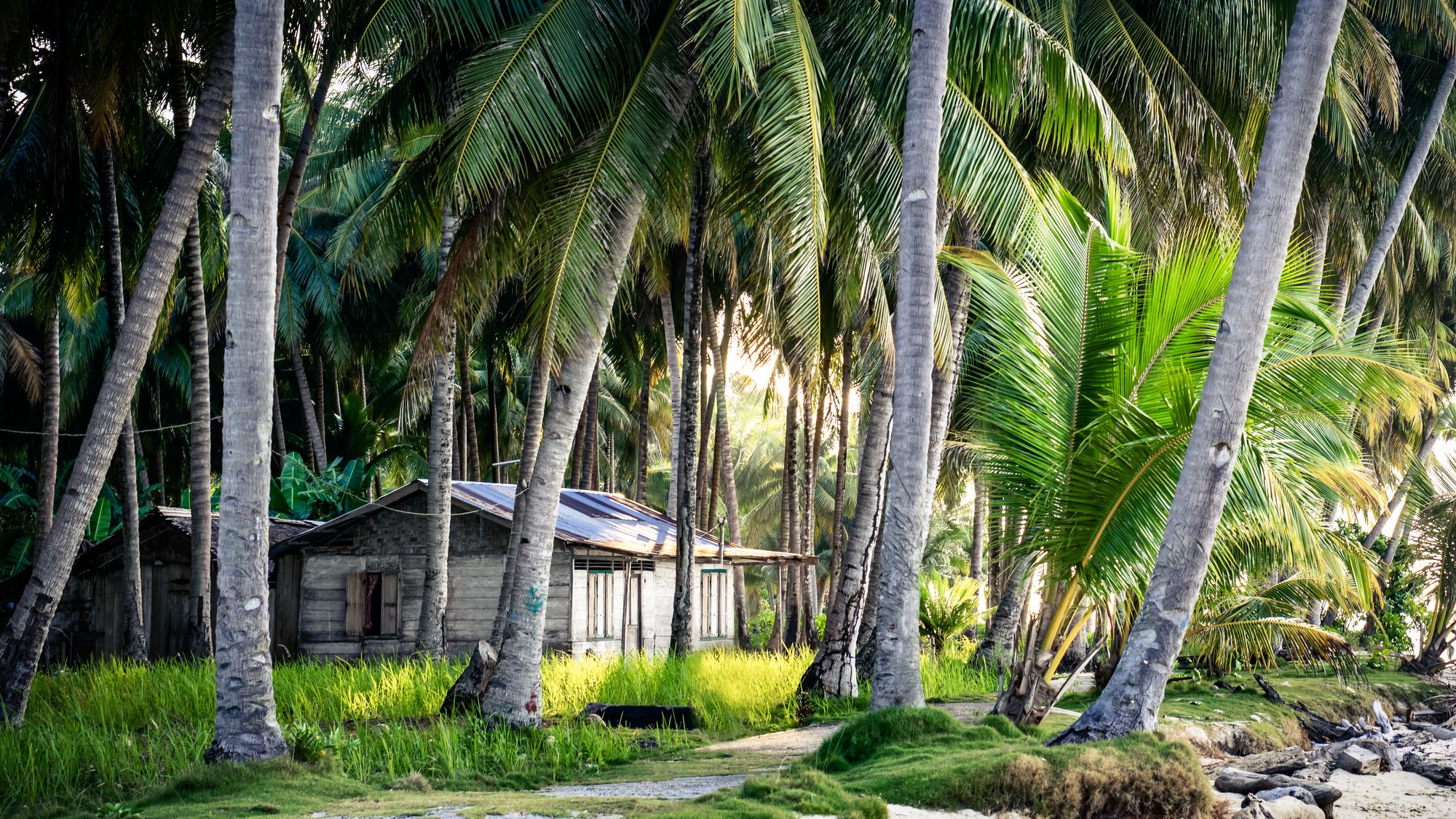 W cieniu kokosowych palm