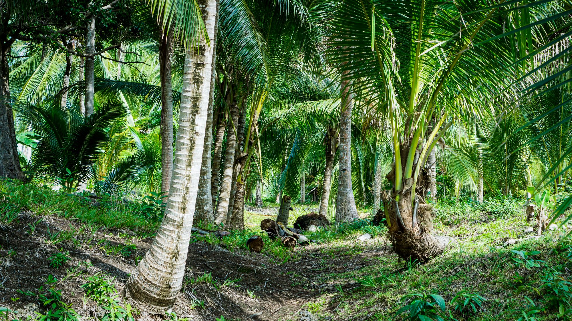 W cieniu kokosowych palm