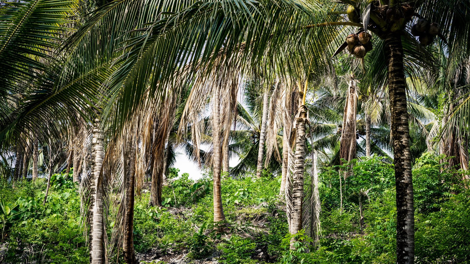 W cieniu kokosowych palm