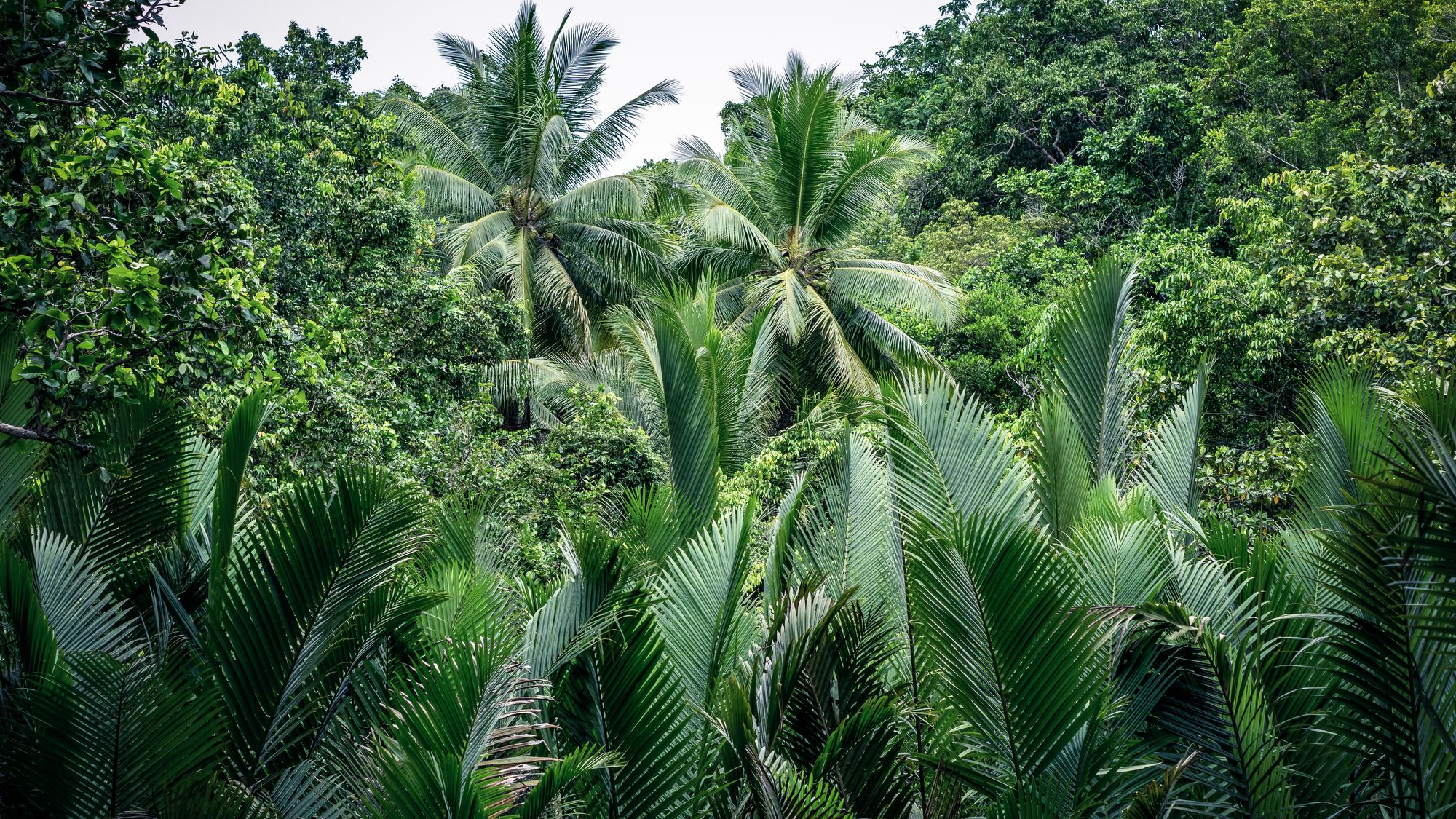 Gam - Raja Ampat