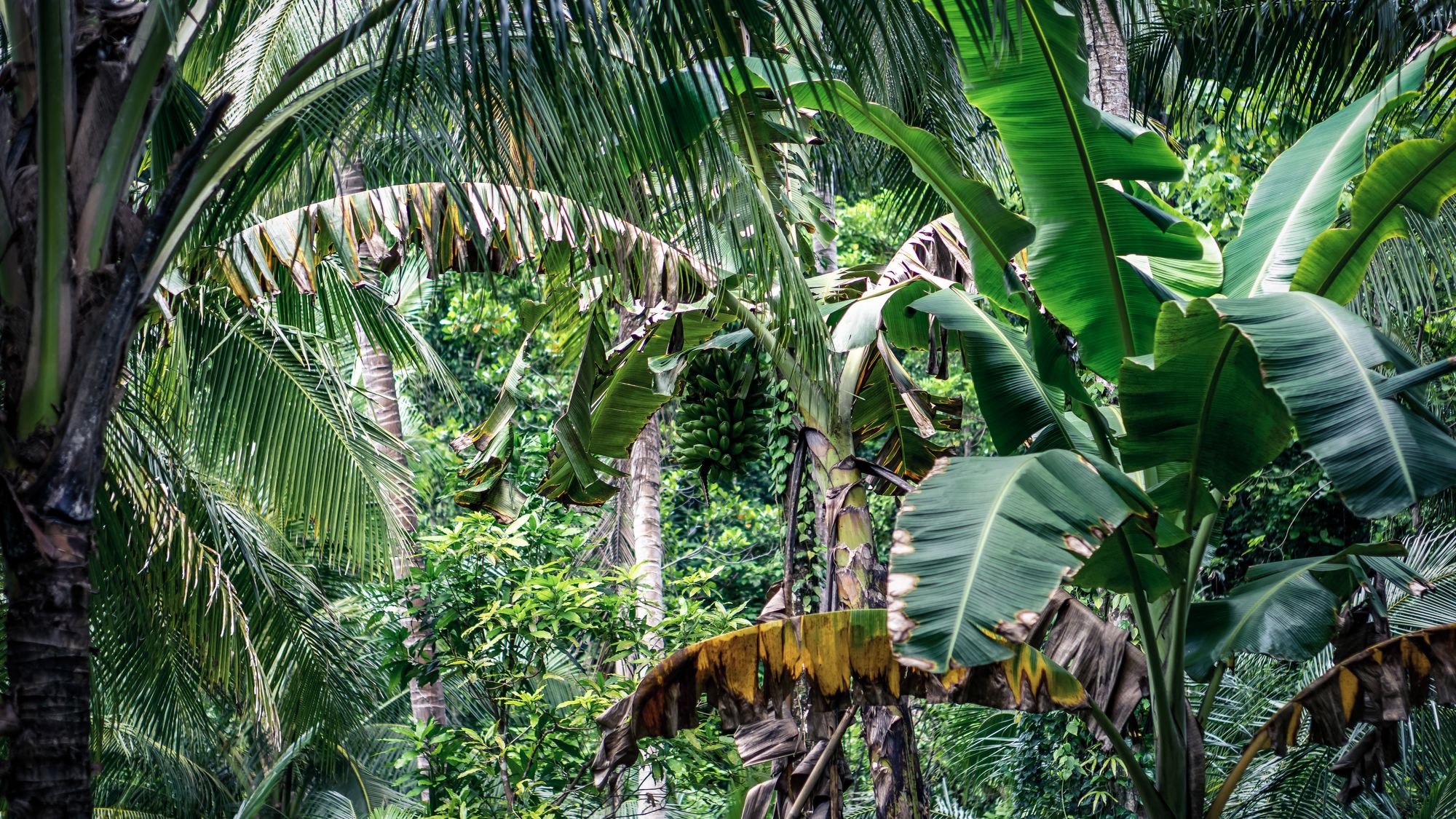 Gam - Raja Ampat