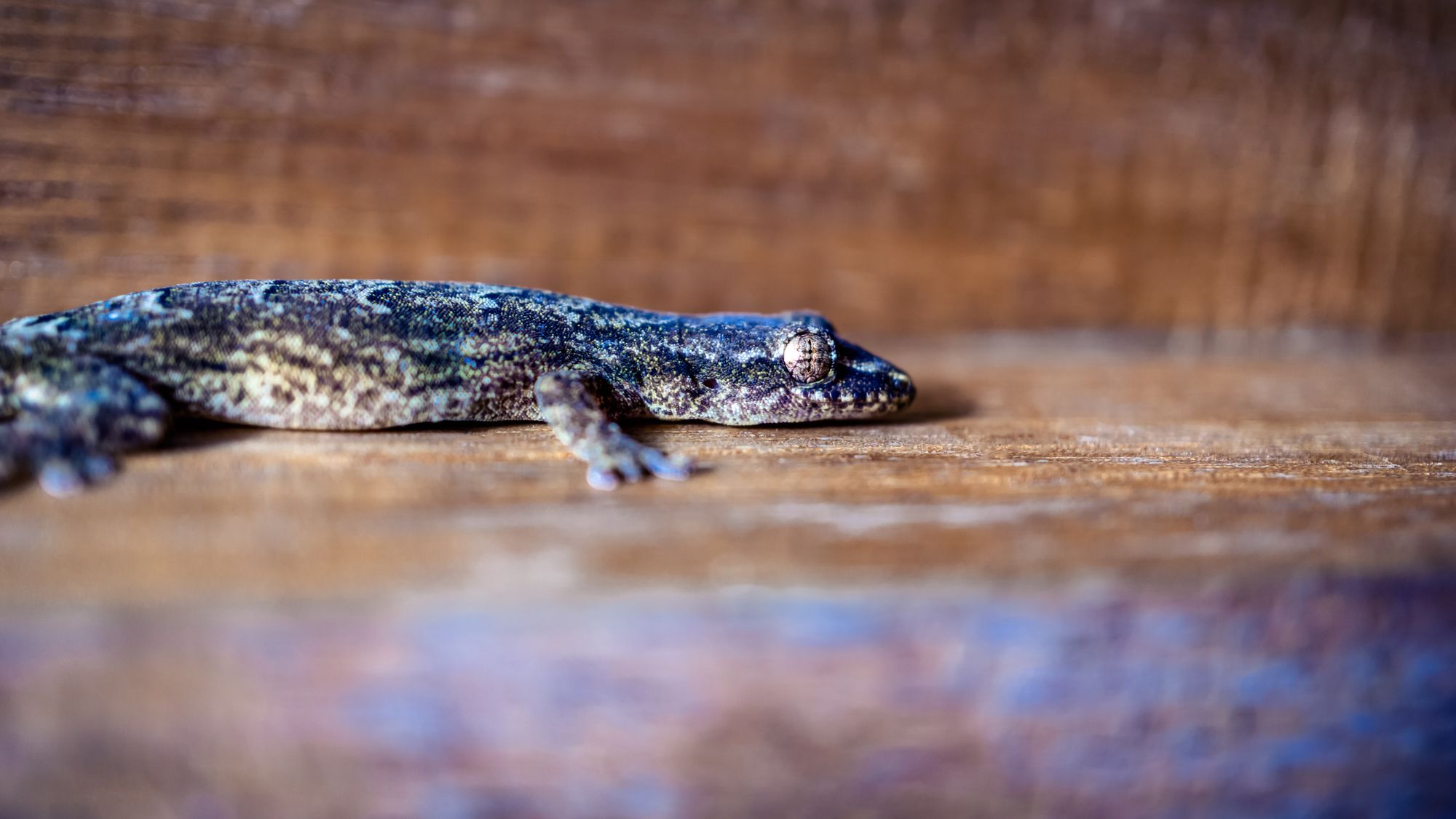 Gam - Raja Ampat