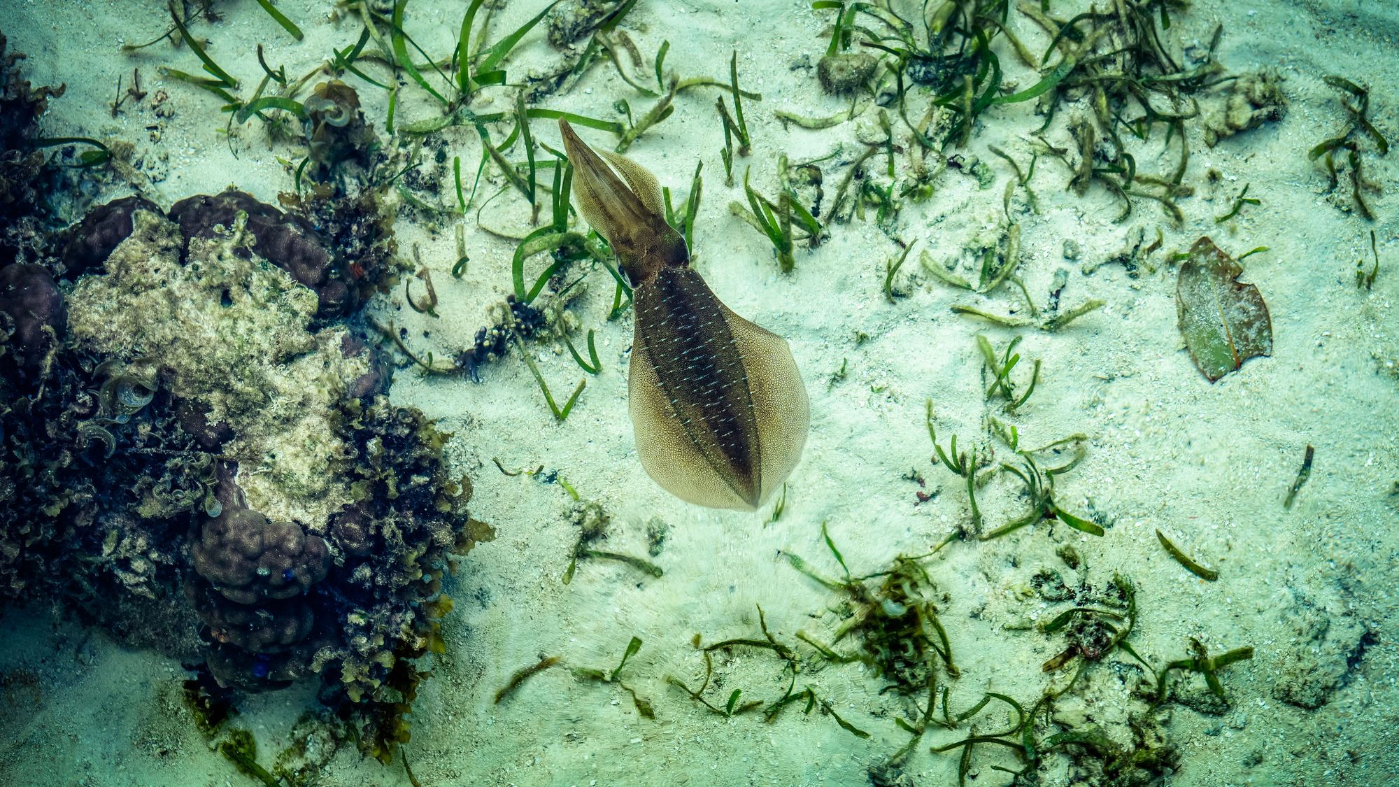 Gam - Raja Ampat