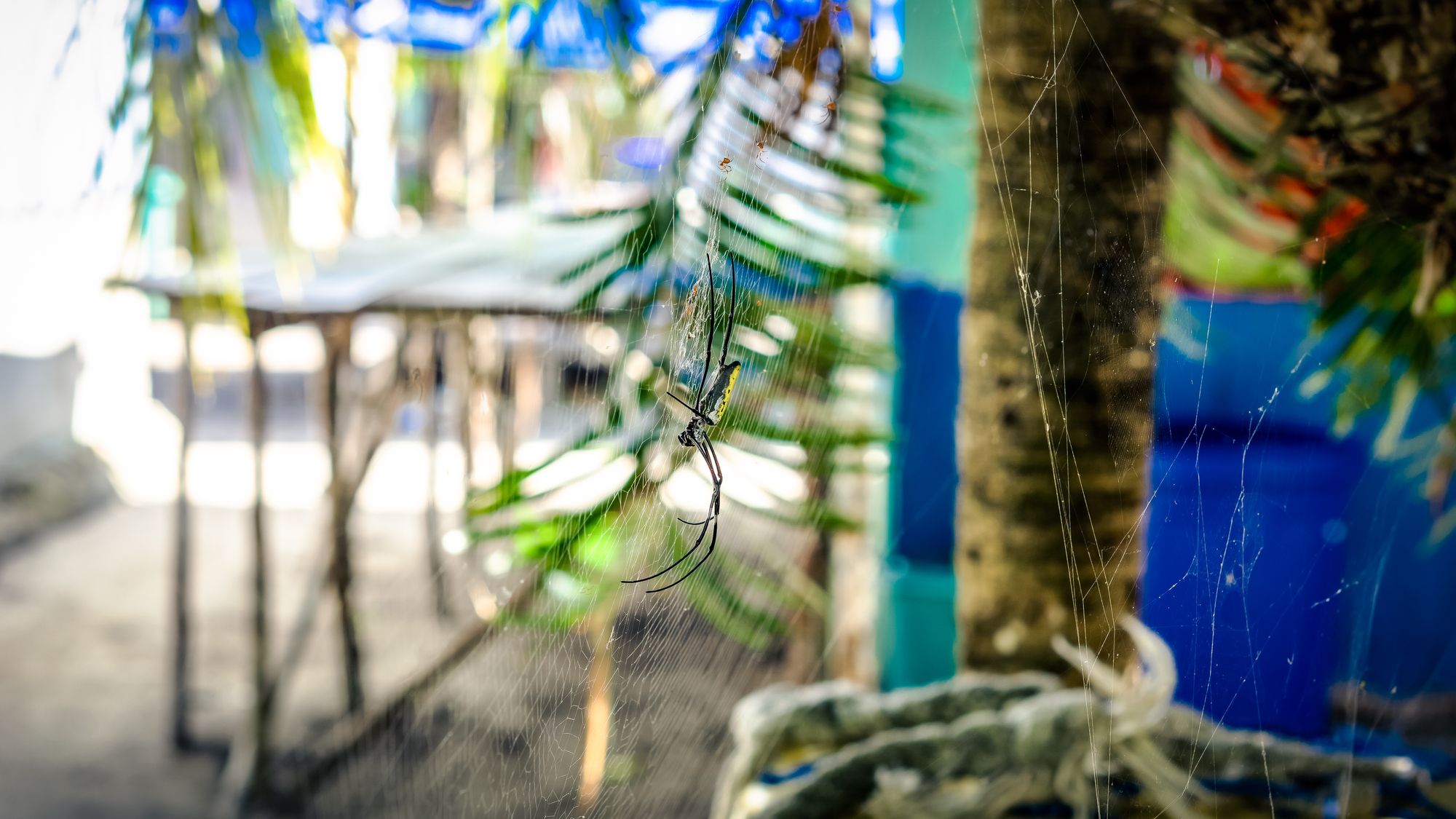 Arborek - Raja Ampat